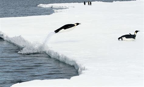 Emperor Penguins - Antarctic and Southern Ocean Coalition