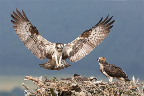 Birds of Prey: How to Find and Photograph Raptors | Nature TTL