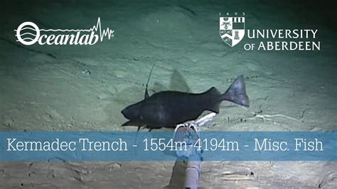 Kermadec Trench - 1554m-4194m - Misc. Fish - YouTube