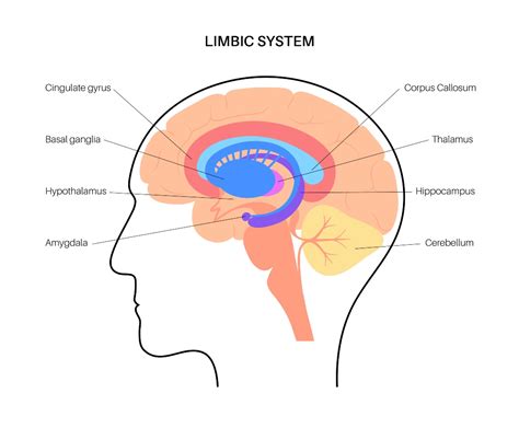 Sistema Límbico ¿Qué es? ¿Cómo influyen las emociones?