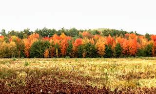 Designs for Daley Living: Fall Foliage in New Hampshire's Lake ...