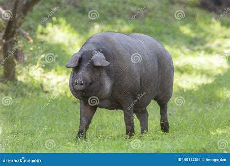 Fantastic Iberian Pig stock image. Image of eating, plate - 140152561