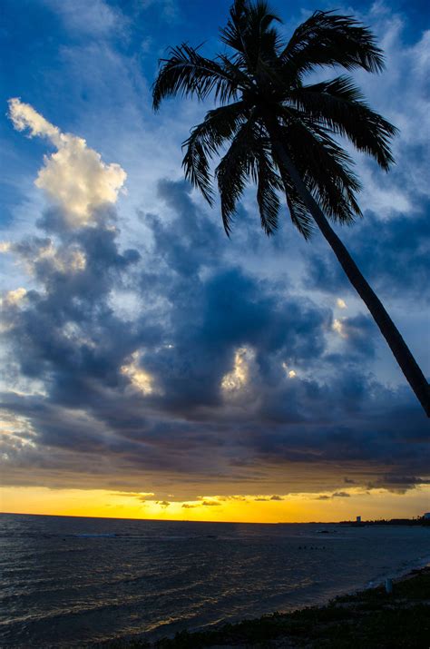 Sunset landscape and seascape with palm tree in Hawaii image - Free ...