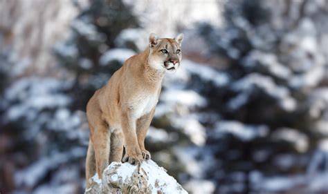 Wild West Challenge -The King of the Mountain: Bryce Canyon Mountain Lions - Wild West Challenge