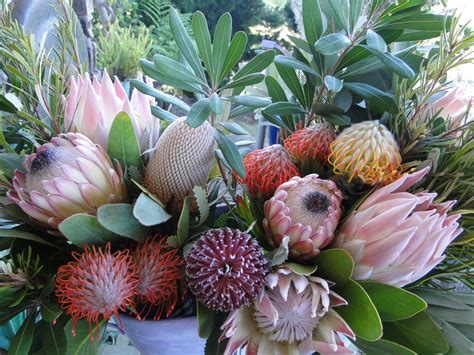 How to Grow Protea — Golden Hawk Protea