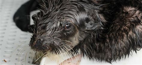 Threatened Southern Sea Otter Found Stranded with His Life at Stake ...