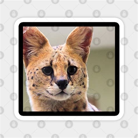 Sogga My Beloved Serval Meme Cat Meme - Sogga My Beloved - Magnet ...