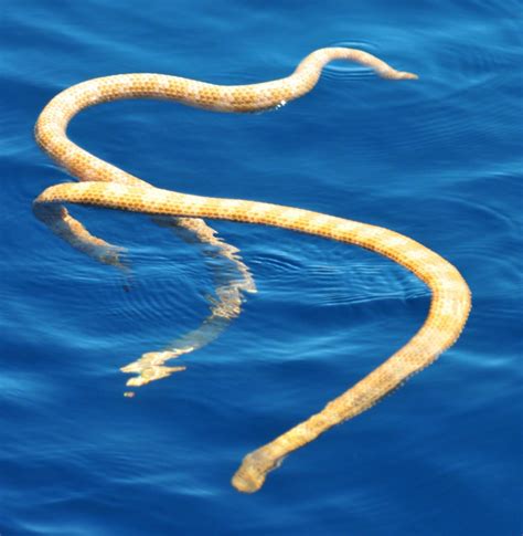 Researchers Rediscover Two Rare Species of Sea Snakes | Biology | Sci ...