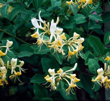 Lonicera periclymenum 'Graham Thomas' | damhead-nursery