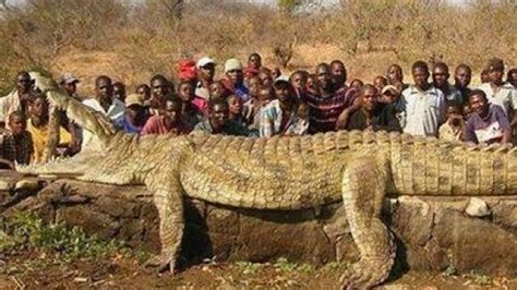 Huge Crocodile Killed In Uhonmora, Edo State (Photos) - Science ...