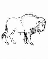 Bison Coloring Pages To Download And Print For Free sketch template