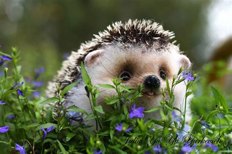 🔥 [40+] Cute Hedgehog Wallpapers | WallpaperSafari