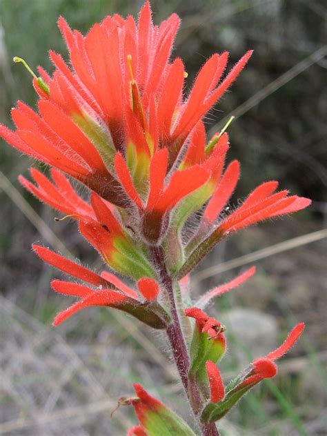 Plant of the Month | Çiçek