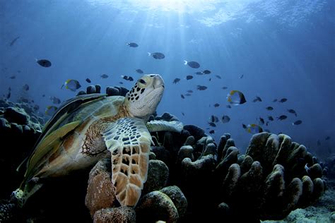 Underwater Photographer Iyad Suleyman's Gallery: Underwater Seascapes: Inchcape 1 ...