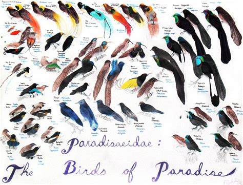 Birds of Paradise by EagleFlyte on DeviantArt