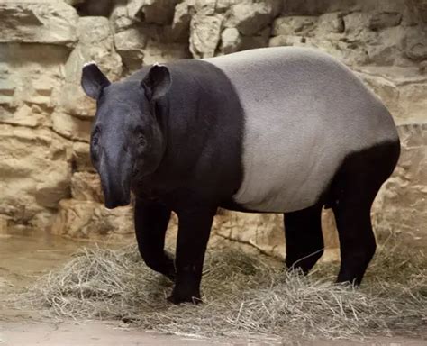 Malayan Tapir Facts | Anatomy, Diet, Habitat, Behavior - Animals Time