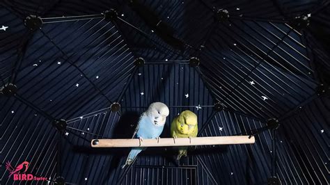 How To Cover Budgie Cage At Night? [For Sweet Dreams]