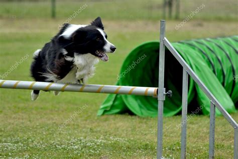 Border collie agility dog — Stock Photo © diabolique04 #5815372