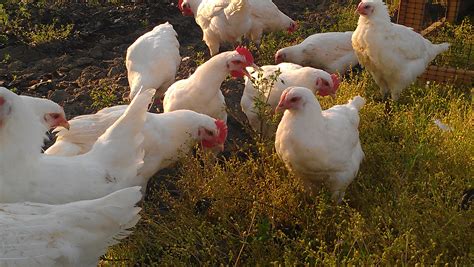 Pastured Poultry and Eggs - Sunbird Farms