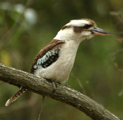 Australian rainforest birds pictures - Just for Sharing