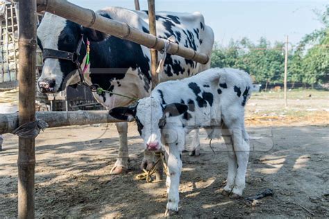 Dairy cows at Sonepur cattle fair in Bihar : Anipixels