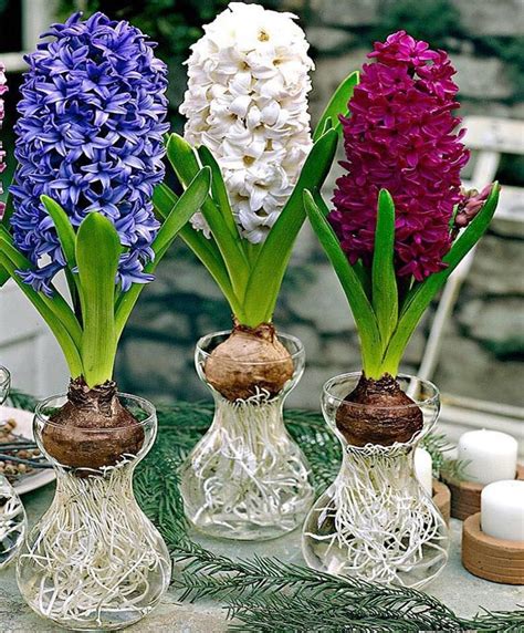 Hyacinths | Луковичные цветы, Черенки растений, Луковичные растения