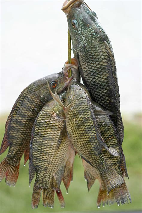 Tilapia fish Facts, Health Benefits and Nutritional Value