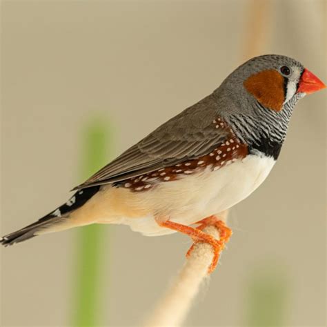 Top 10 Most Popular Pet Birds in the World