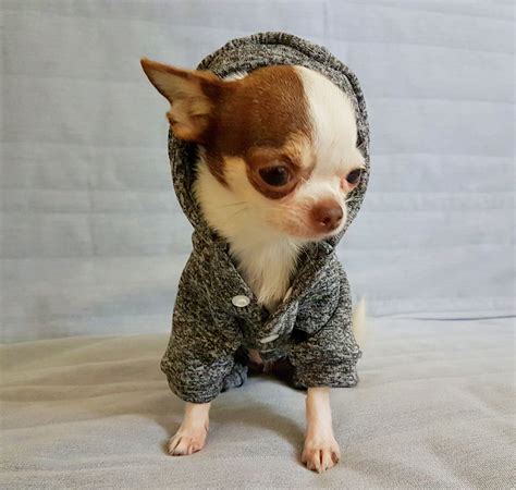 Chihuahua clothes, dog clothes, chihuahua sweaters, chihuahua hoodies, dog sweaters, dog hoodies ...