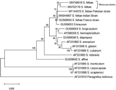 Phylogenetic relationship of Moroccan Steinernema feltiae isolates and ...