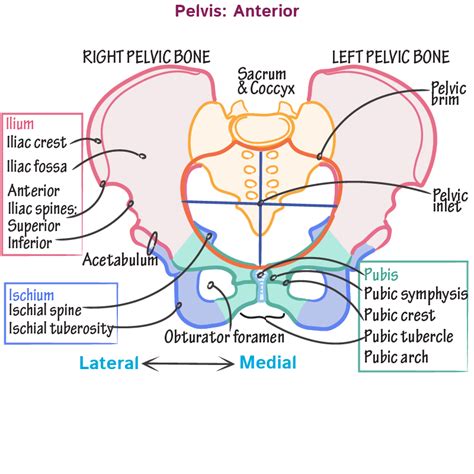 Pelvic Bone Landmarks