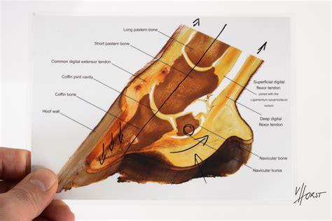 Diagram Horse Hoof