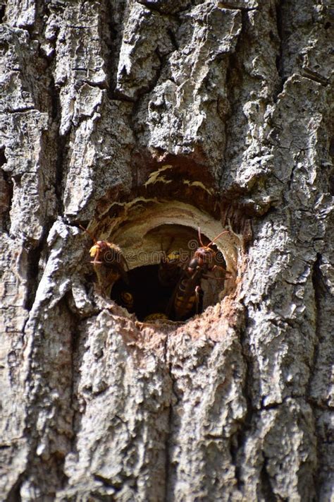 Heavy Traffic at the Murder Hornet Nest Stock Image - Image of murder ...