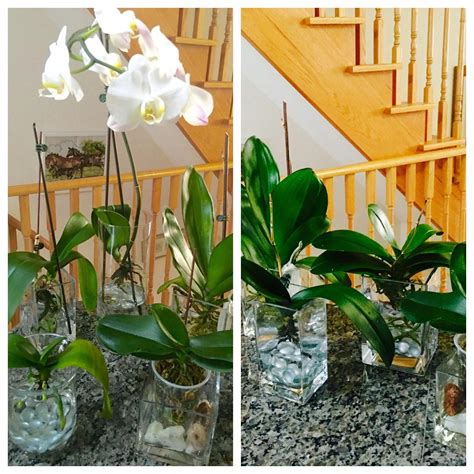 Orchids in full water culture. Thriving for 4 months now. The white variety rebloom. Another ...