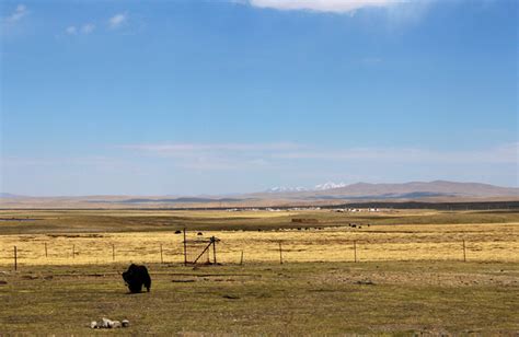 Changtang Plateau in Nagqu: Features and Tips – Tibet Tours, Tibet ...