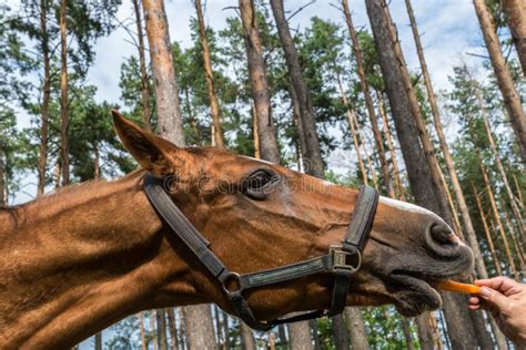 The Horse Eating Carrot in a Forest, Summer Outdoors. Stock Image - Image of natural, wood: 98816959