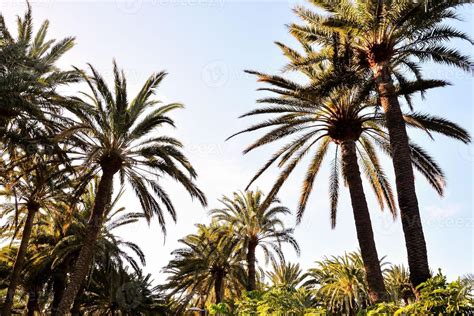 Palm trees and sky 14786866 Stock Photo at Vecteezy