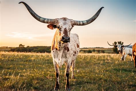 Longhorn at Sunset Photo Cow Canvas Print Farm Art Western - Etsy