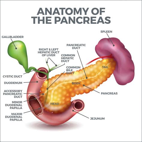 Exocrine Pancreatic Insufficiency | Gastro MD