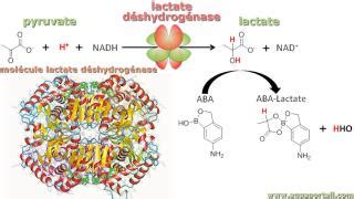 Déshydrogénase : définition et explications