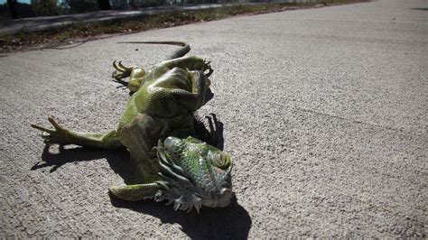 Iguanas will fall from trees in Florida cold. Officials say to leave ...