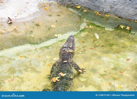 Crocodile Farm&zoo at Samut Prakan in Thailand. Stock Photo - Image of nile, crocodile: 124872140