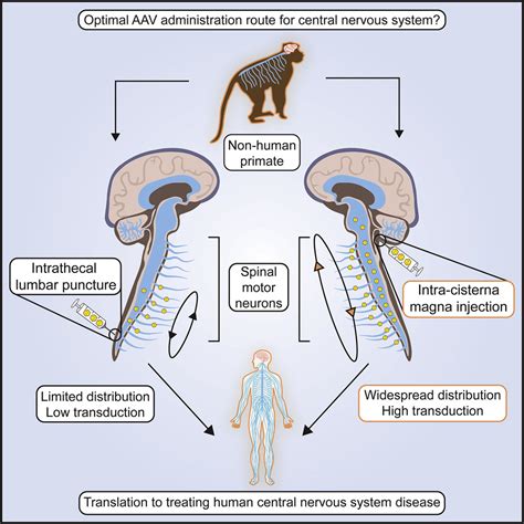 Translational Feasibility of Lumbar Puncture for Intrathecal AAV ...