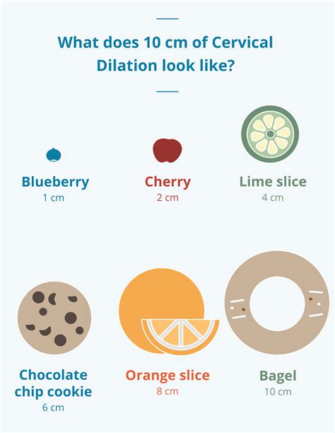 Livmoderhals Dilation Chart: Stages of Labor