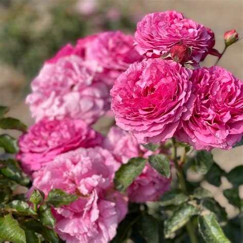 Yves Piaget® – Grace Rose Farm (Rose Bushes)