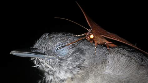 Watch a moth drink tears from a bird's eye | Science | AAAS