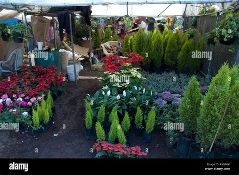 plants on sale in xochimilco flowers market - mexico city Stock Photo - Alamy