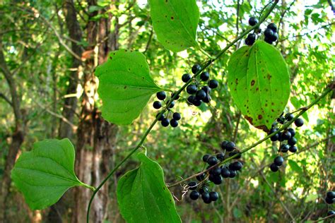 common greenbriar (TVA, White's Creek Small Wild Area, Plants) · iNaturalist