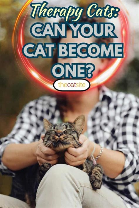 Therapy Cats - Can Your Cat Become One? - TheCatSite