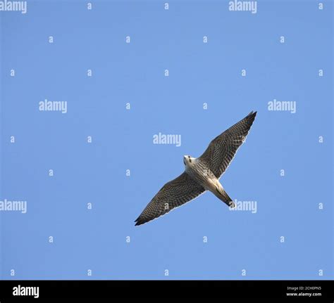 Peregrine falcon (Falco peregrinus) on migration flight Stock Photo - Alamy